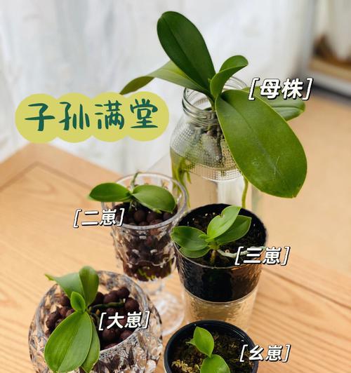 蝴蝶兰的种植方法是什么？