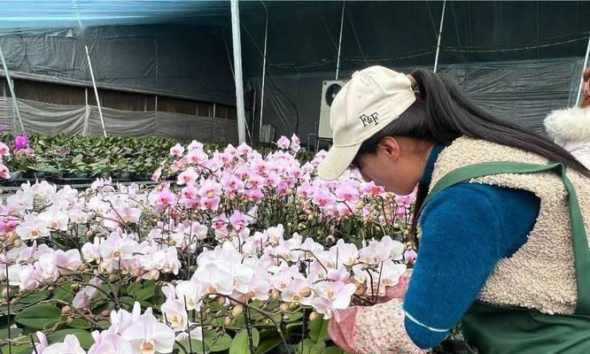蝴蝶兰的种植方法是什么？