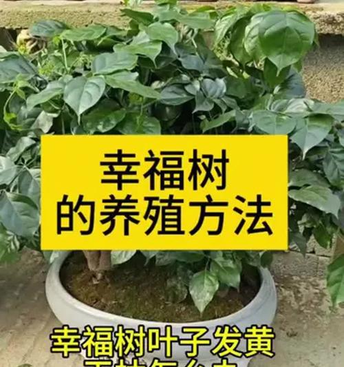 幸福树叶子干枯的原因及解决办法？