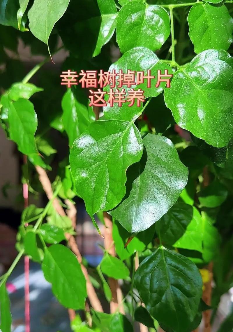 幸福树叶子干枯的原因及解决办法？