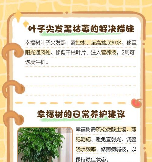 幸福树叶子干枯的原因及解决办法？