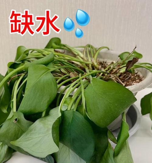 绿萝黄叶的原因是什么？如何恢复绿萝的绿色？