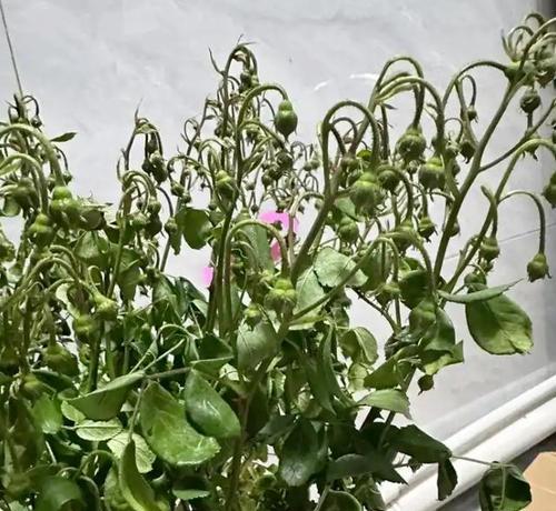 花蔫了如何快速恢复？