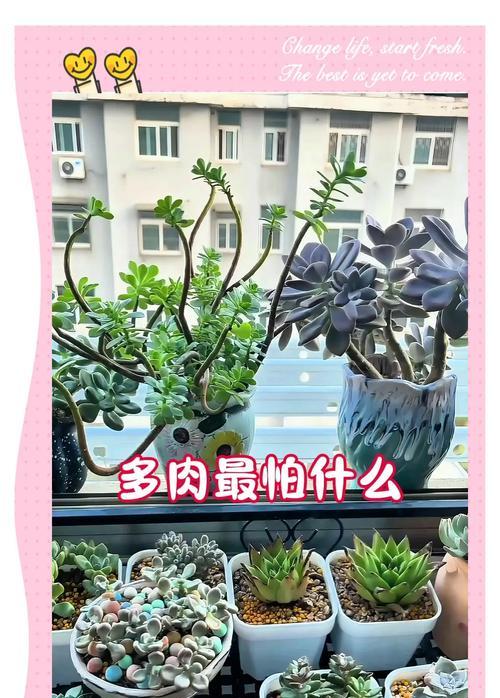 大棚多肉植物浇水技巧有哪些？