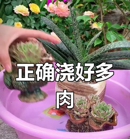 大棚多肉植物浇水技巧有哪些？