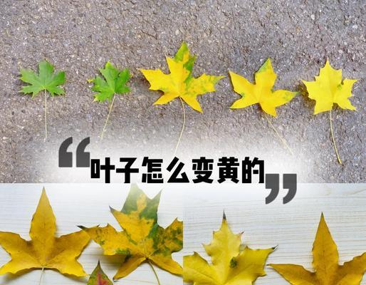 植物叶子变黄的原因及解决方法是什么？