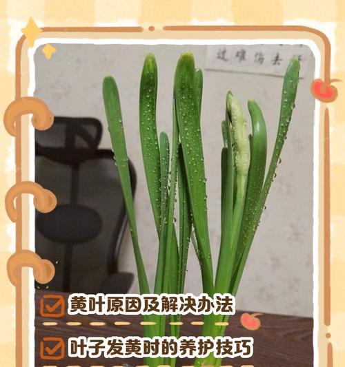 植物叶子变黄的原因及解决方法是什么？