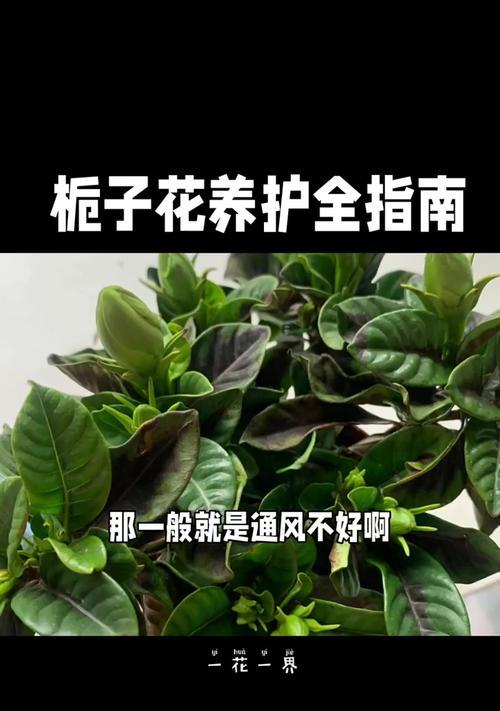 栀子花叶子发黄的原因及解决办法？