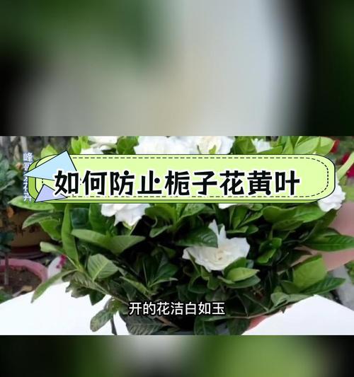 栀子花叶子发黄的原因及解决办法？