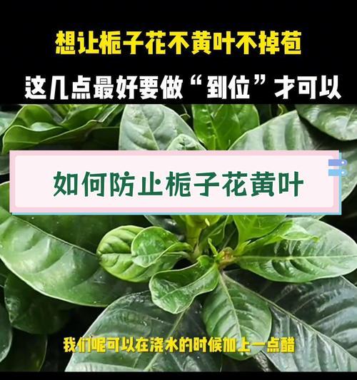 栀子花叶子发黄的原因及解决办法？