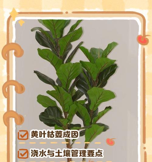 平安树叶子枯萎的原因及解决方法是什么？