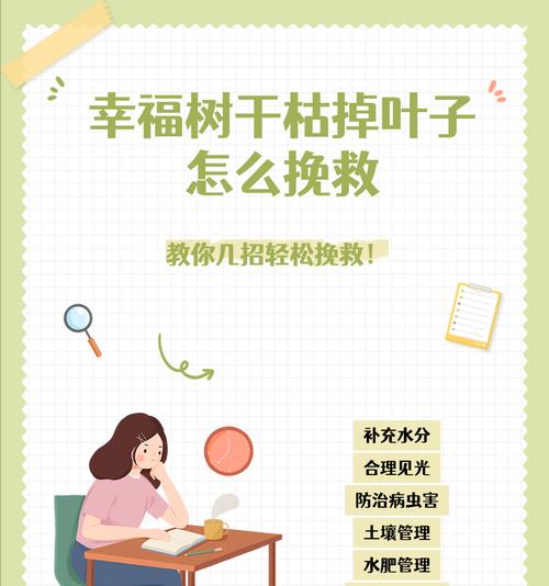 平安树叶子枯萎的原因及解决方法是什么？