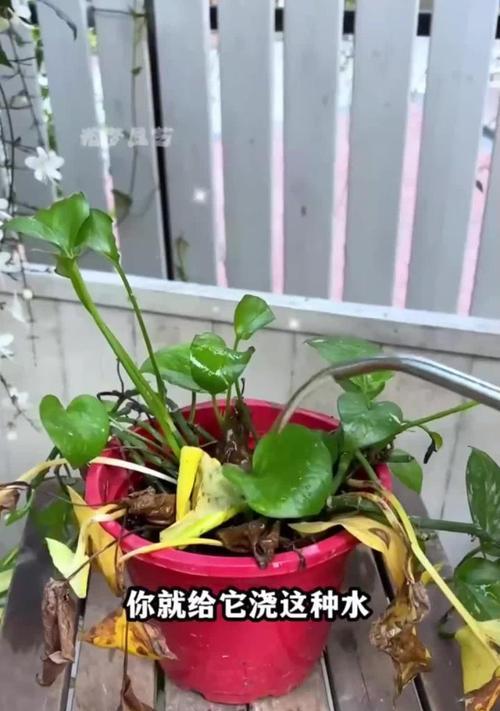 绿萝花怎么浇水？多久浇一次水合适？