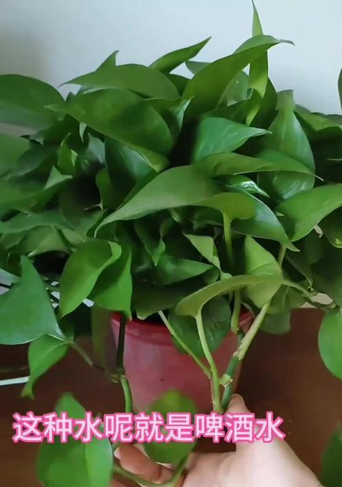 绿萝花怎么浇水？多久浇一次水合适？