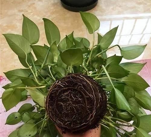 绿萝花怎么浇水？多久浇一次水合适？