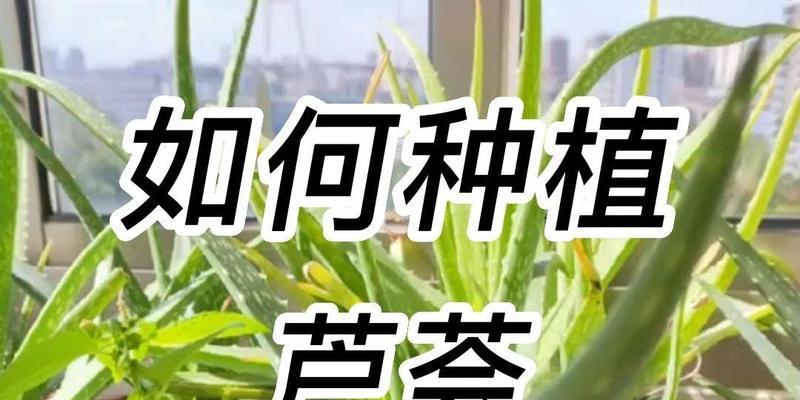芦荟种植有哪些步骤？种植后如何管理才能长得好？