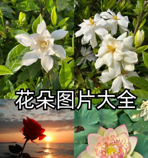 花朵是什么？它们在自然界中扮演什么角色？