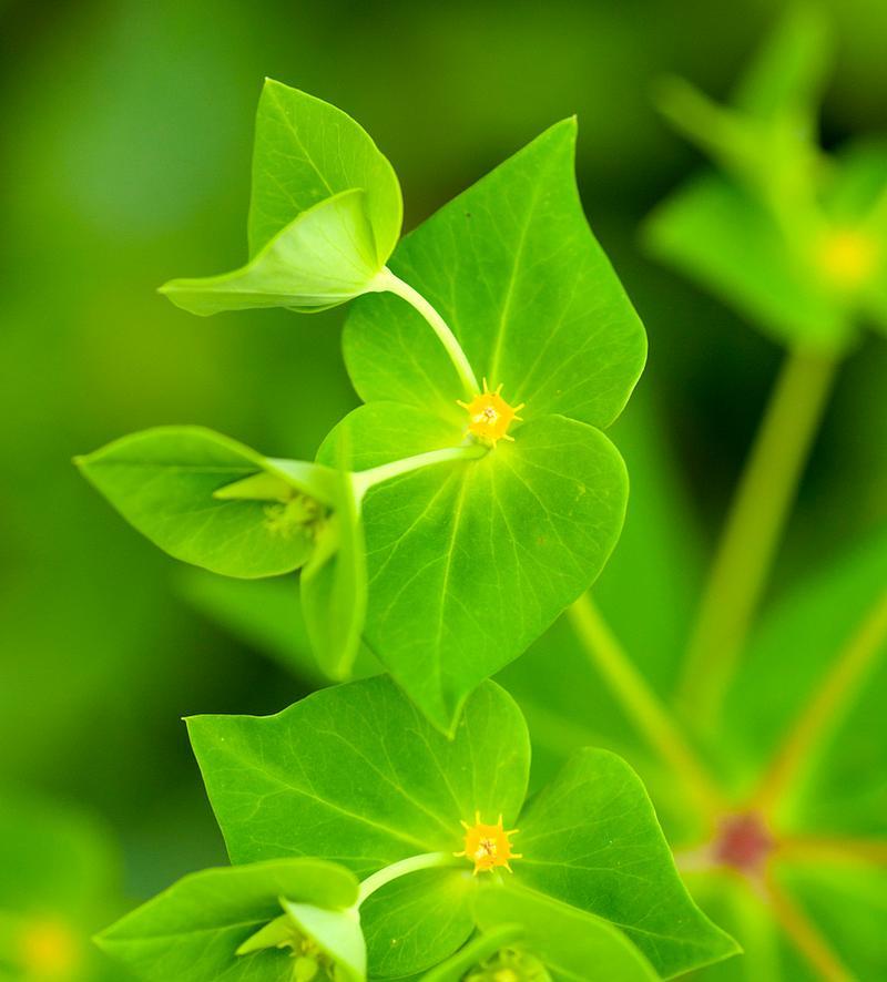 花朵是什么？它们在自然界中扮演什么角色？