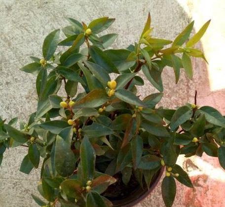 茉莉花修剪的最佳时机是什么时候？如何修剪才能促进更多花蕾？