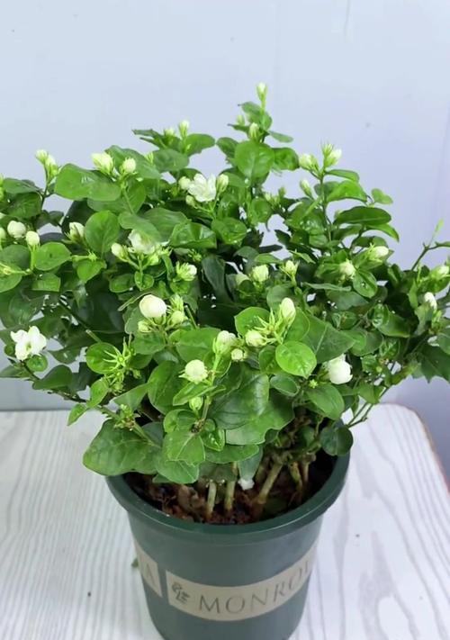 茉莉花修剪的最佳时机是什么时候？如何修剪才能促进更多花蕾？