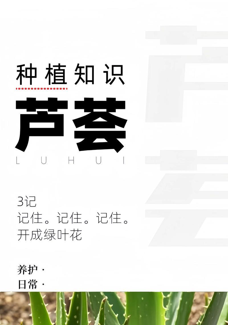 芦荟浇水的正确频率和量是多少？