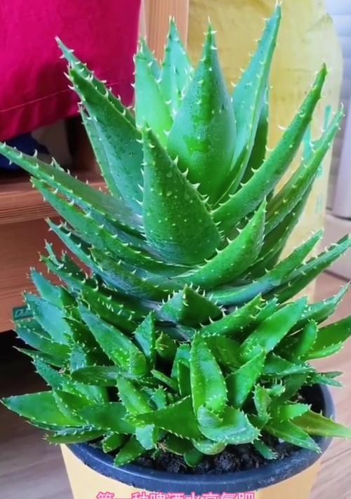 芦荟浇水的正确频率和量是多少？