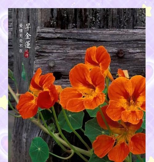 旱金莲的养殖方法是什么？如何保证其良好生长？