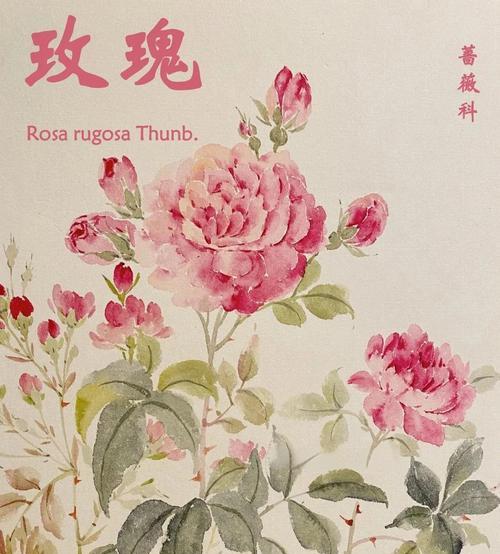 玫瑰的种植技巧有哪些？如何种植玫瑰才能开出美丽花朵？