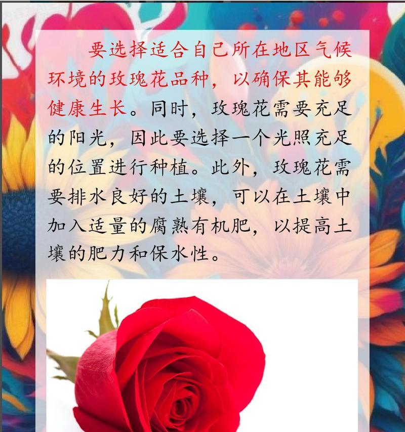 玫瑰的种植技巧有哪些？如何种植玫瑰才能开出美丽花朵？