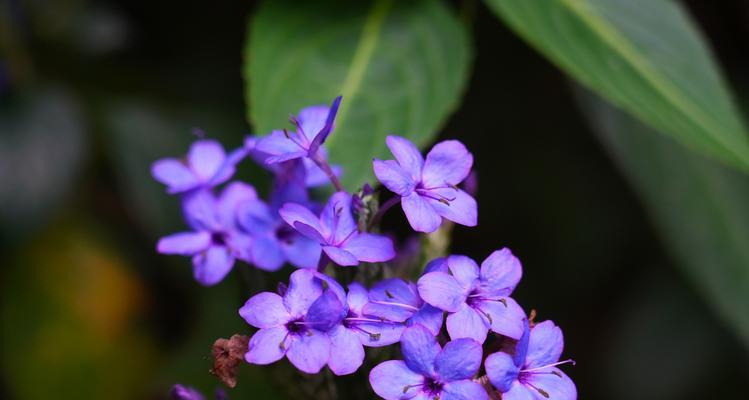 湛江市花是什么花?有哪些特色?