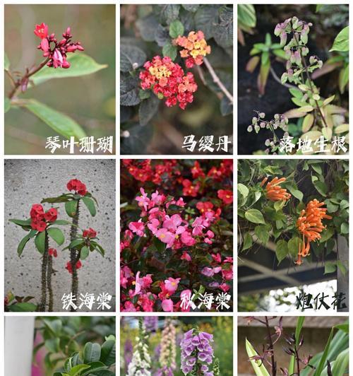 湛江市花是什么花？有哪些特色？