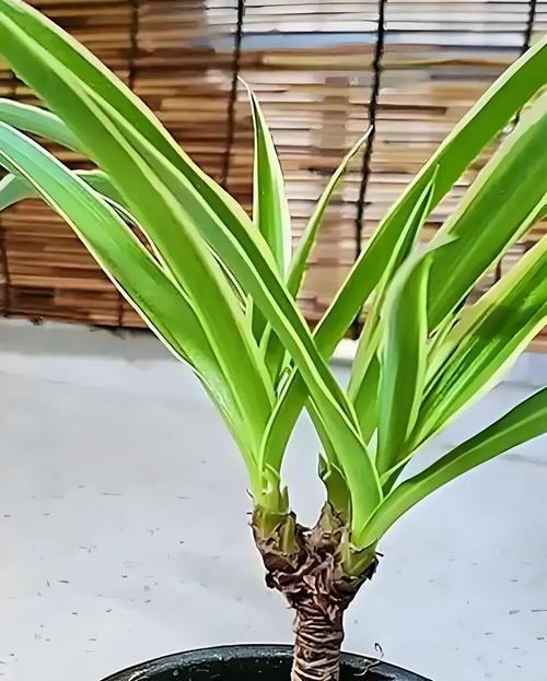 吊兰适合使用哪种肥料？如何为吊兰选择合适的肥料？