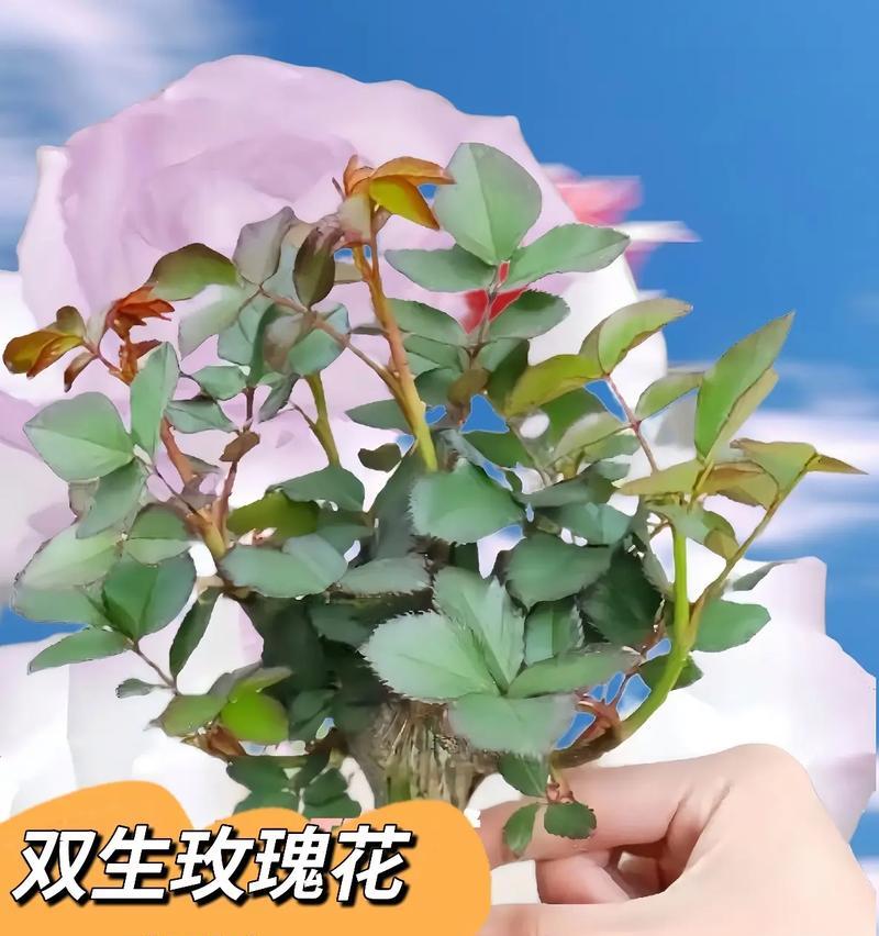 玫瑰和百合哪个更适合新手种植？哪个更易打理？