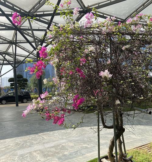 印尼三角梅的日常管理要点是什么？如何确保其健康生长？