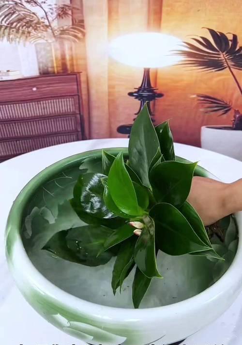 金钻植物需要什么肥料？施肥的最佳时间和方法是什么？