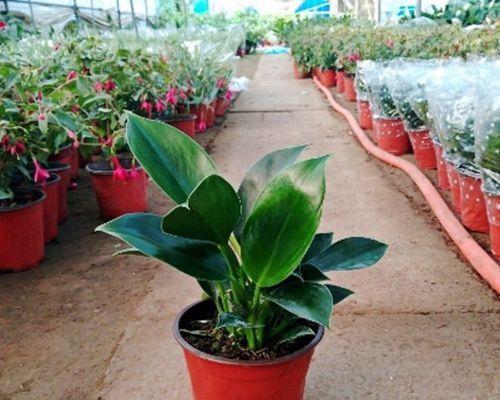 金钻植物需要什么肥料？施肥的最佳时间和方法是什么？