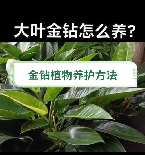 金钻植物需要什么肥料？施肥的最佳时间和方法是什么？