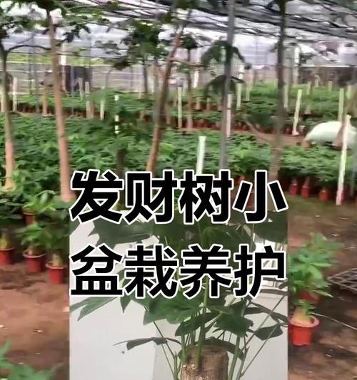 植物盆栽养殖有哪些要点？如何避免常见问题？