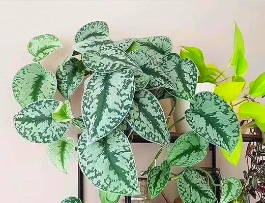 植物盆栽养殖有哪些要点？如何避免常见问题？