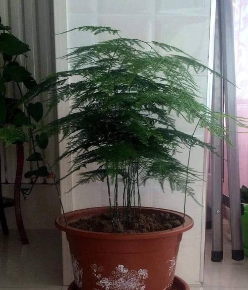 植物盆栽养殖有哪些要点？如何避免常见问题？