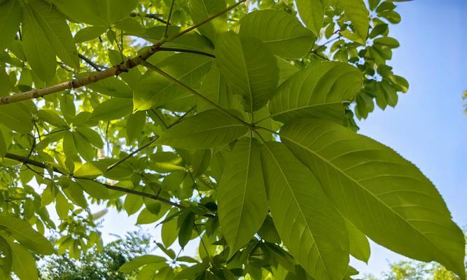 七叶树的特征和生长习性是什么？七叶树在园林中的应用有哪些？