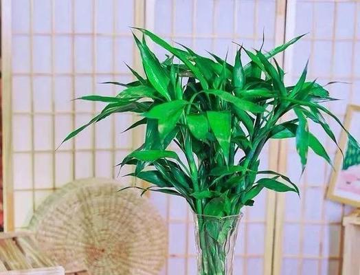 兴旺竹的养殖技巧是什么？如何保持兴旺竹的健康生长？