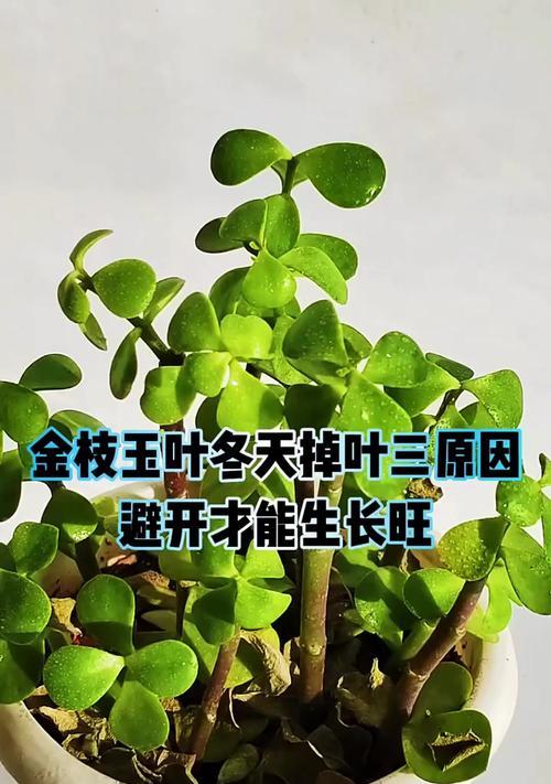 金枝玉叶黄叶的原因及解决办法？