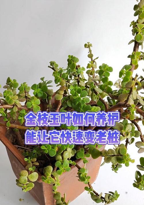 金枝玉叶黄叶的原因及解决办法？