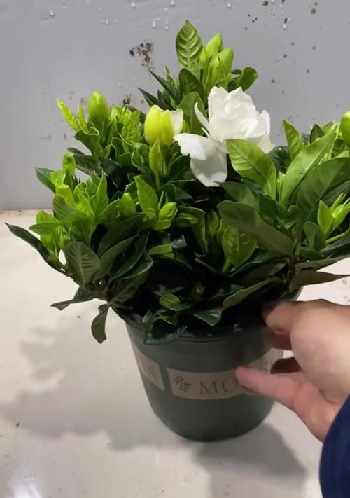 栀子花的嫁接技巧有哪些？如何成功嫁接？