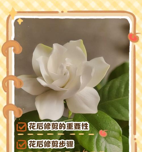 栀子花的嫁接技巧有哪些？如何成功嫁接？