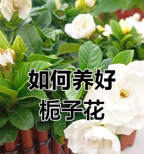 栀子花的嫁接技巧有哪些？如何成功嫁接？
