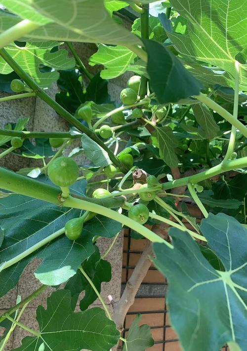 无花果如何修剪？修剪的最佳时机是什么时候？