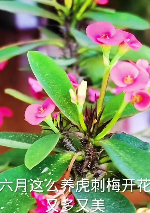 虎刺梅开花的秘诀是什么？如何促进虎刺梅的花期？