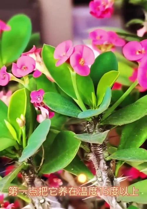 虎刺梅开花的秘诀是什么？如何促进虎刺梅的花期？
